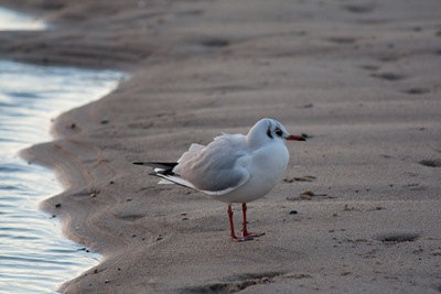 IMG_1374
