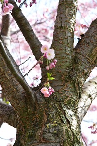 IMG_2750-7