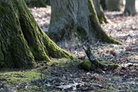 IMG_0660