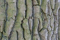 IMG_0692