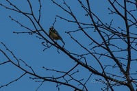 IMG_0718
