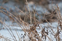 _MG_9938