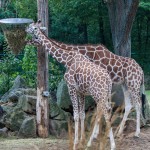 IMG_2612